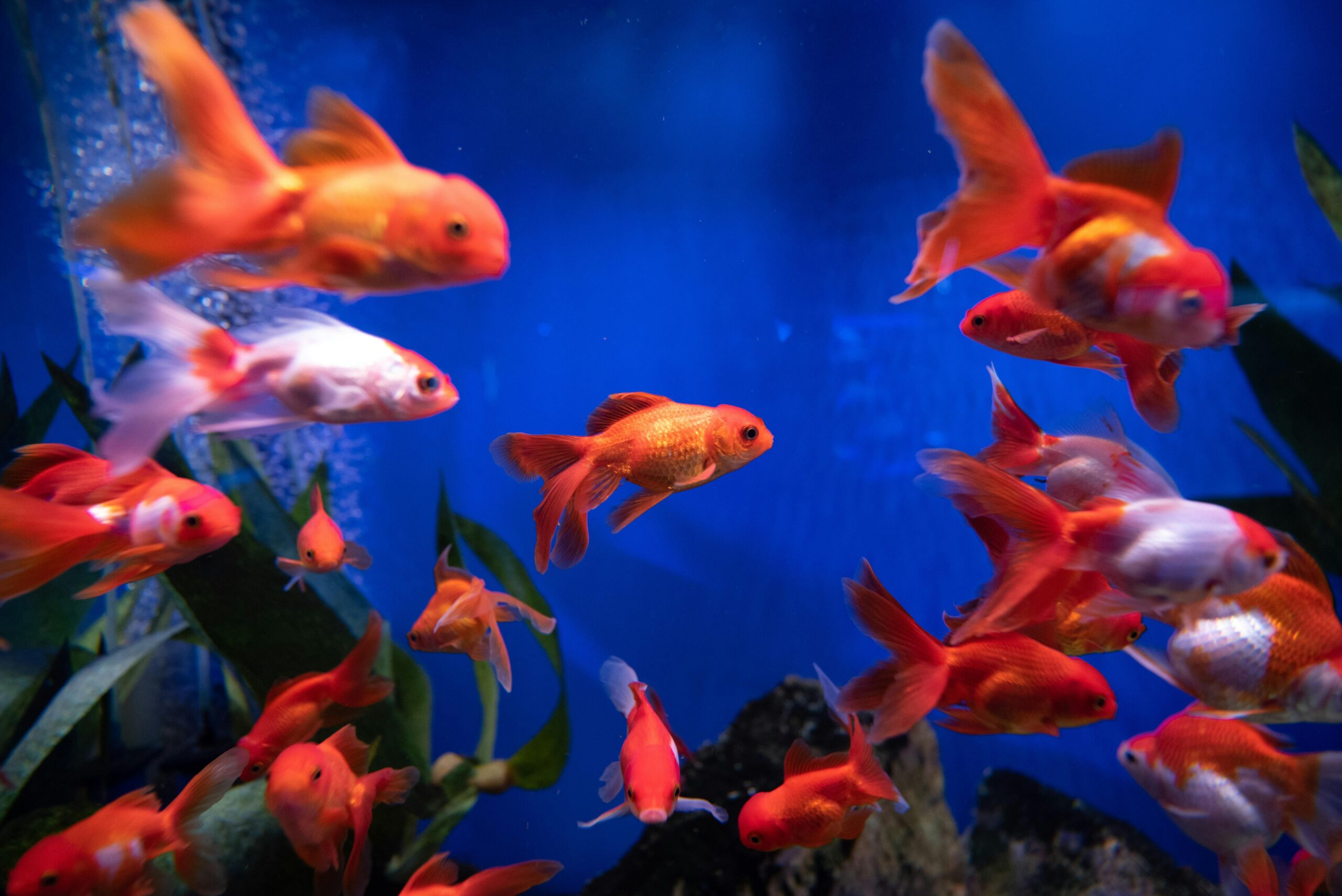 Photo by Вадим Биць: https://www.pexels.com/photo/close-up-shot-of-goldfishes-11826856/