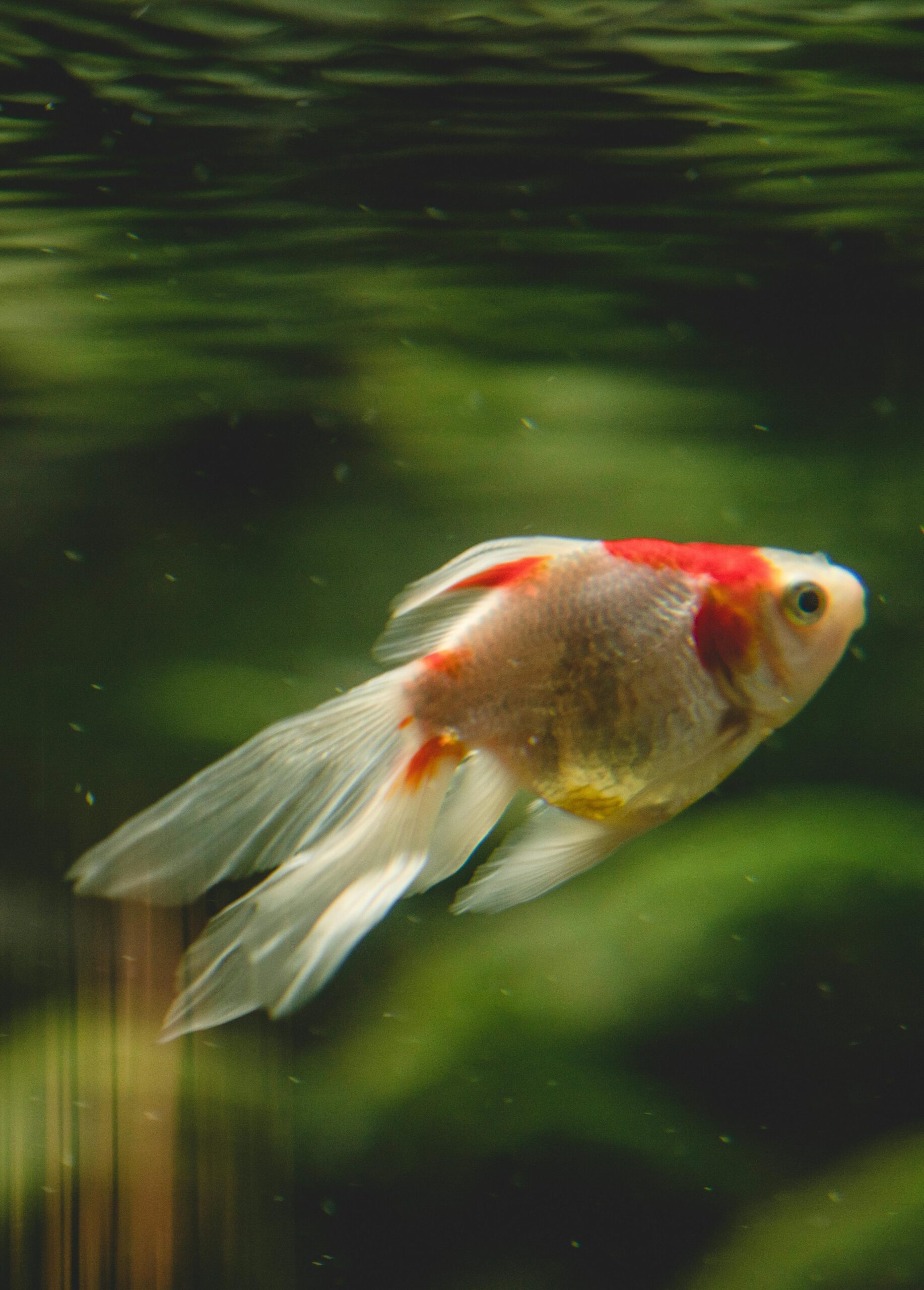 Photo by Los Muertos Crew: https://www.pexels.com/photo/close-up-shot-of-a-white-and-orange-fish-swimming-8837890/