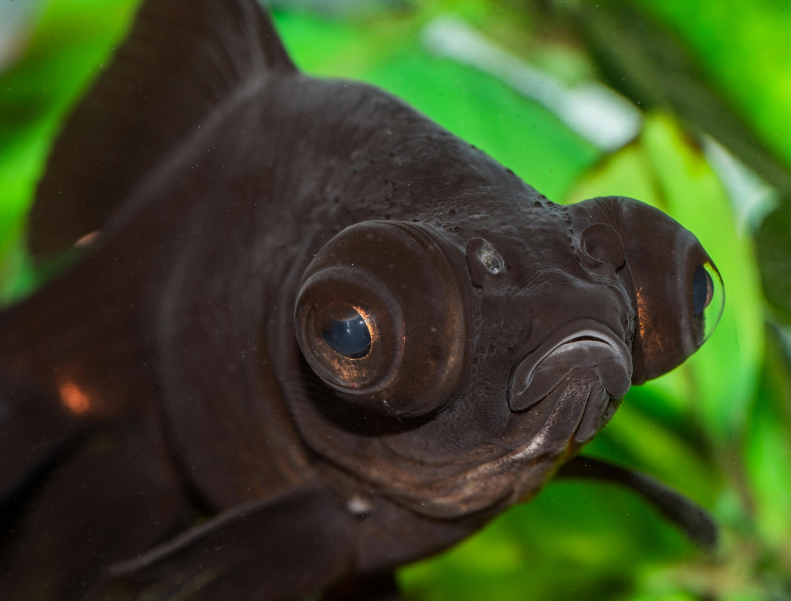Photo by dio arapogiannis: https://www.pexels.com/photo/a-black-moor-goldfish-in-close-up-photography-7254934/