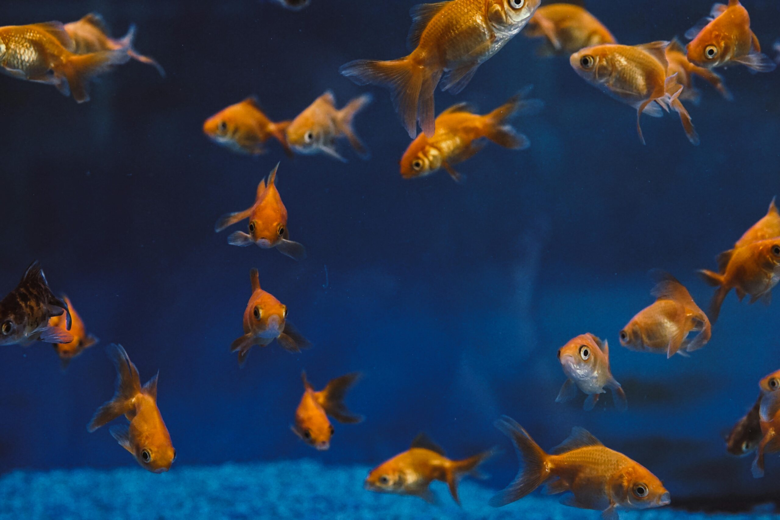 Photo by Elle Hughes: https://www.pexels.com/photo/photo-of-gold-fishes-3513235/