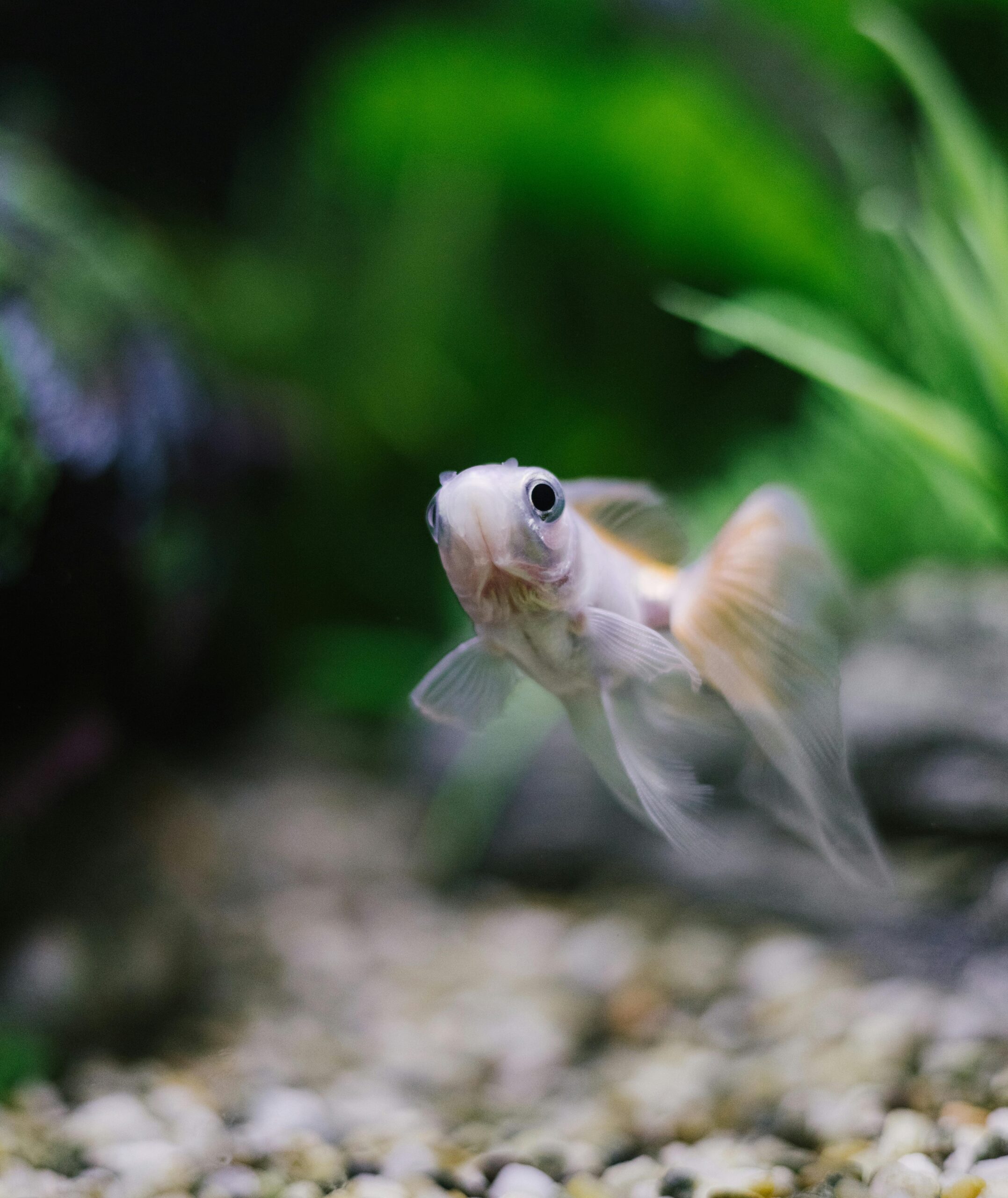 Photo by Ellie Burgin: https://www.pexels.com/photo/close-up-of-white-fish-19237463/