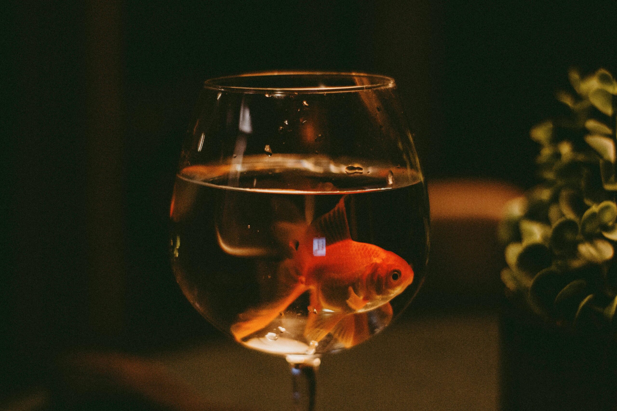 Photo by Erisson Lima: https://www.pexels.com/photo/a-goldfish-in-a-wine-glass-11445606/