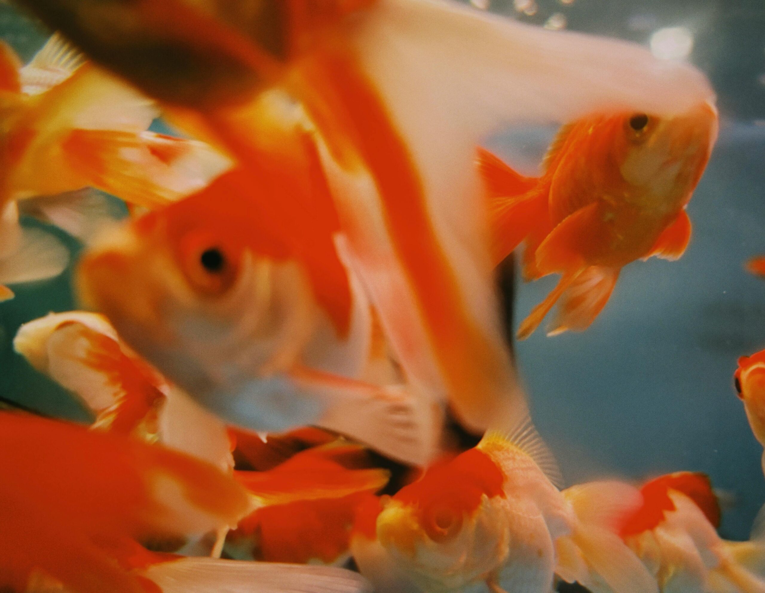 Photo by Stacey Koenitz : https://www.pexels.com/photo/close-up-of-exotic-fish-swimming-in-water-19680210/