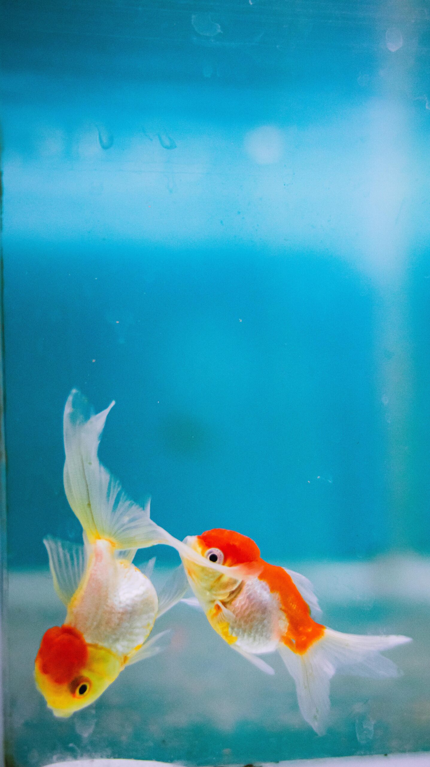 Photo by Nothing Ahead: https://www.pexels.com/photo/goldfish-swimming-in-pure-water-of-aquarium-7188160/