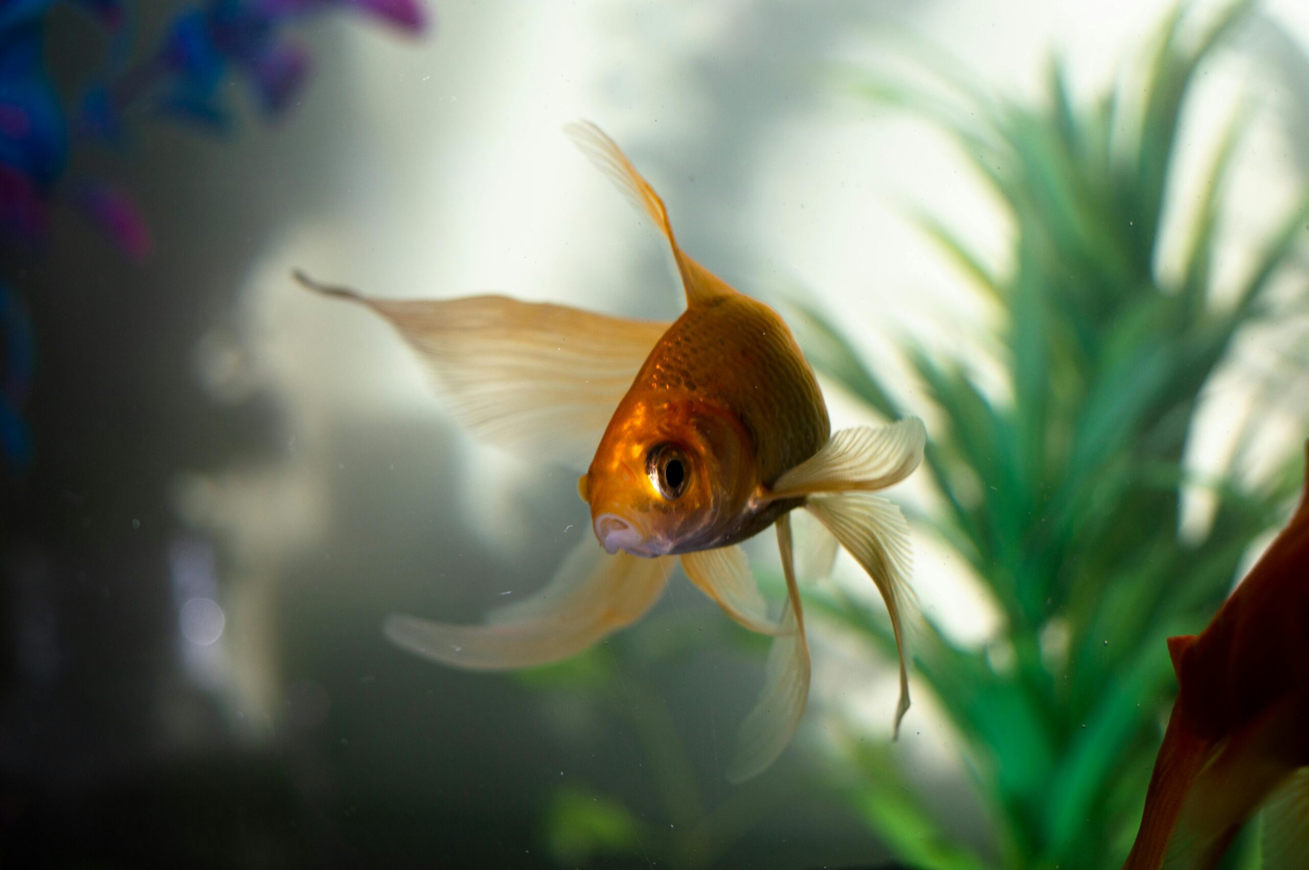 Photo by imsogabriel Stock: https://www.pexels.com/photo/goldfish-in-water-2053815/