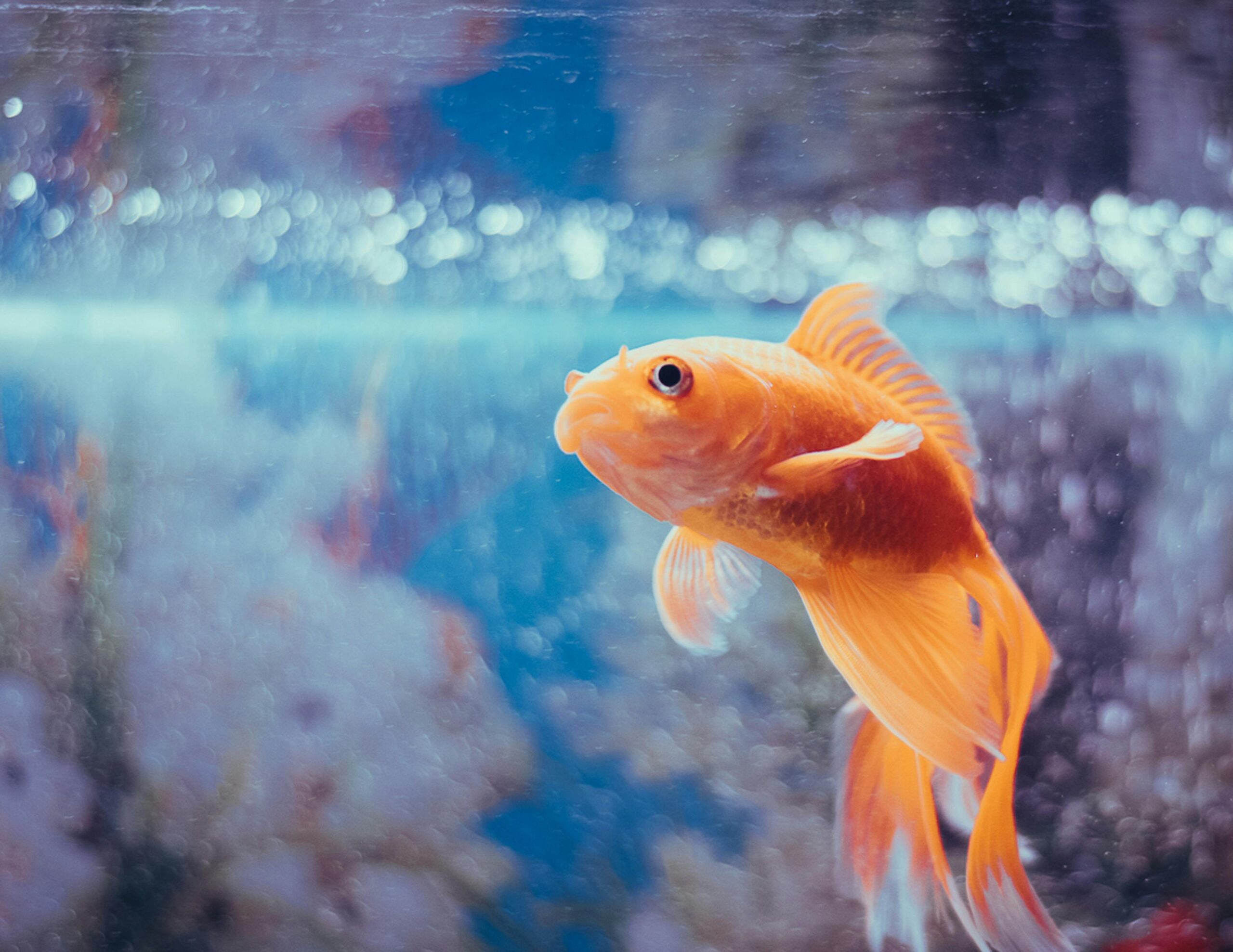 Photo by kabita Darlami: https://www.pexels.com/photo/orange-fantail-goldfish-in-a-fish-tank-5966770/