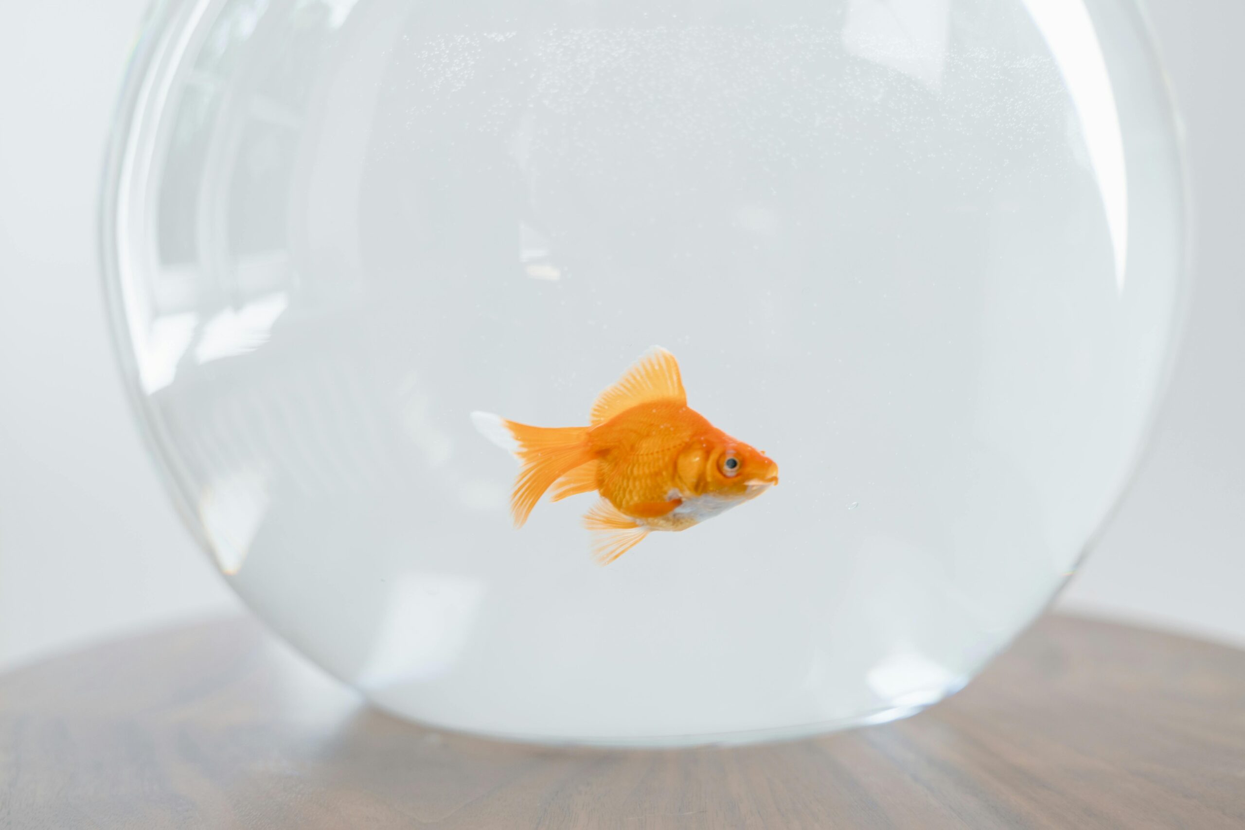 Photo by MART PRODUCTION: https://www.pexels.com/photo/gold-fish-in-a-fish-bowl-8434726/