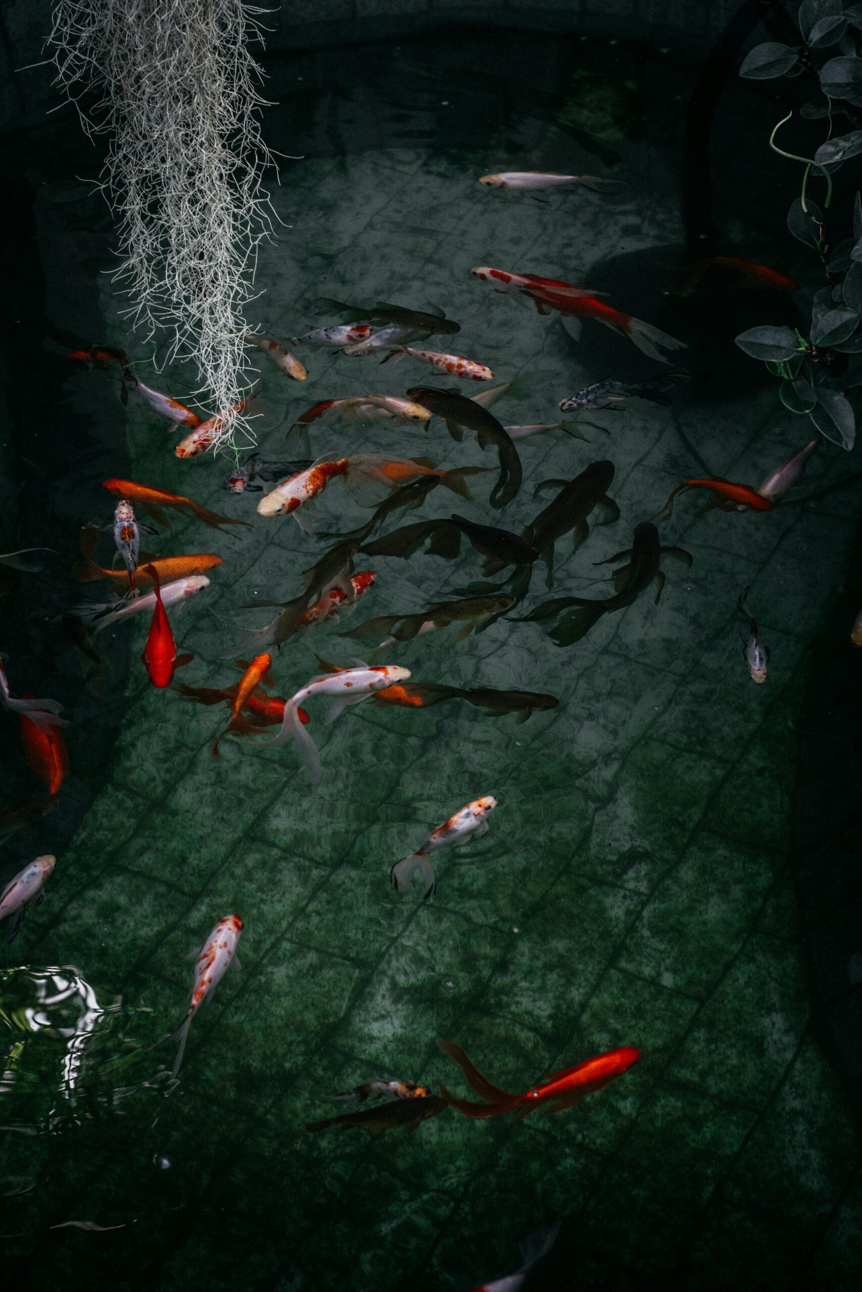 Photo by Marta Dzedyshko: https://www.pexels.com/photo/school-of-fish-on-pond-2067510/