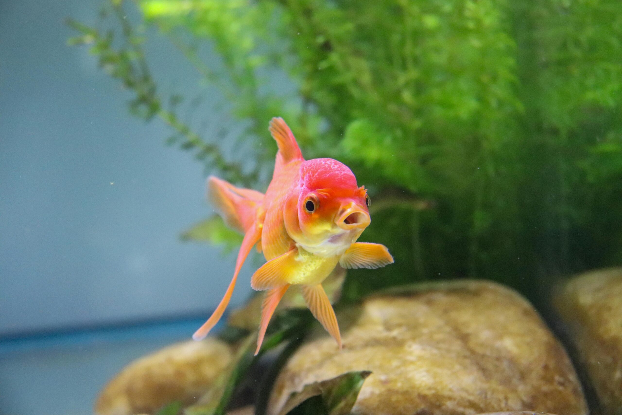 Photo by Mascha Hesselink: https://www.pexels.com/photo/red-and-yellow-goldfish-in-a-tank-7974251/