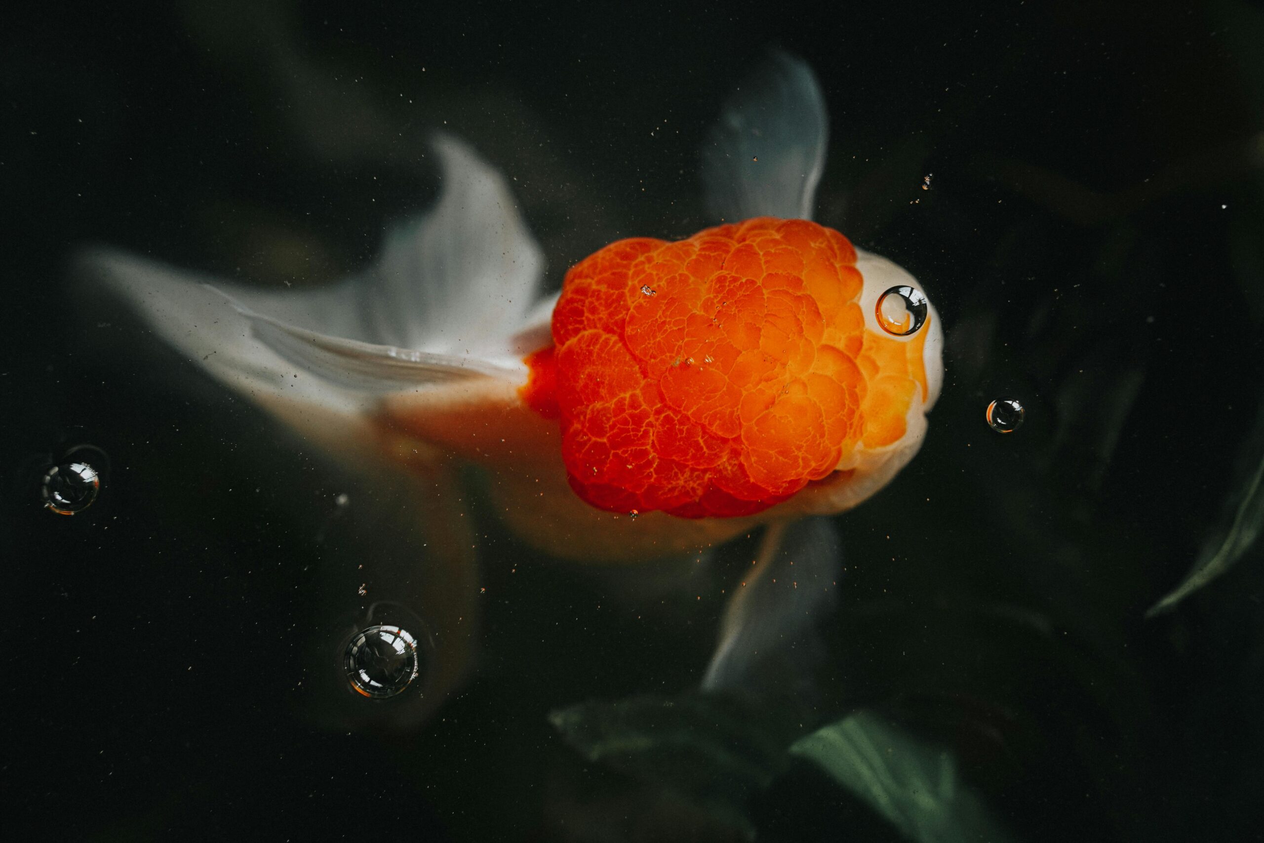 Photo by Migs Reyes: https://www.pexels.com/photo/orange-and-white-fish-swimming-on-clear-water-5038755/