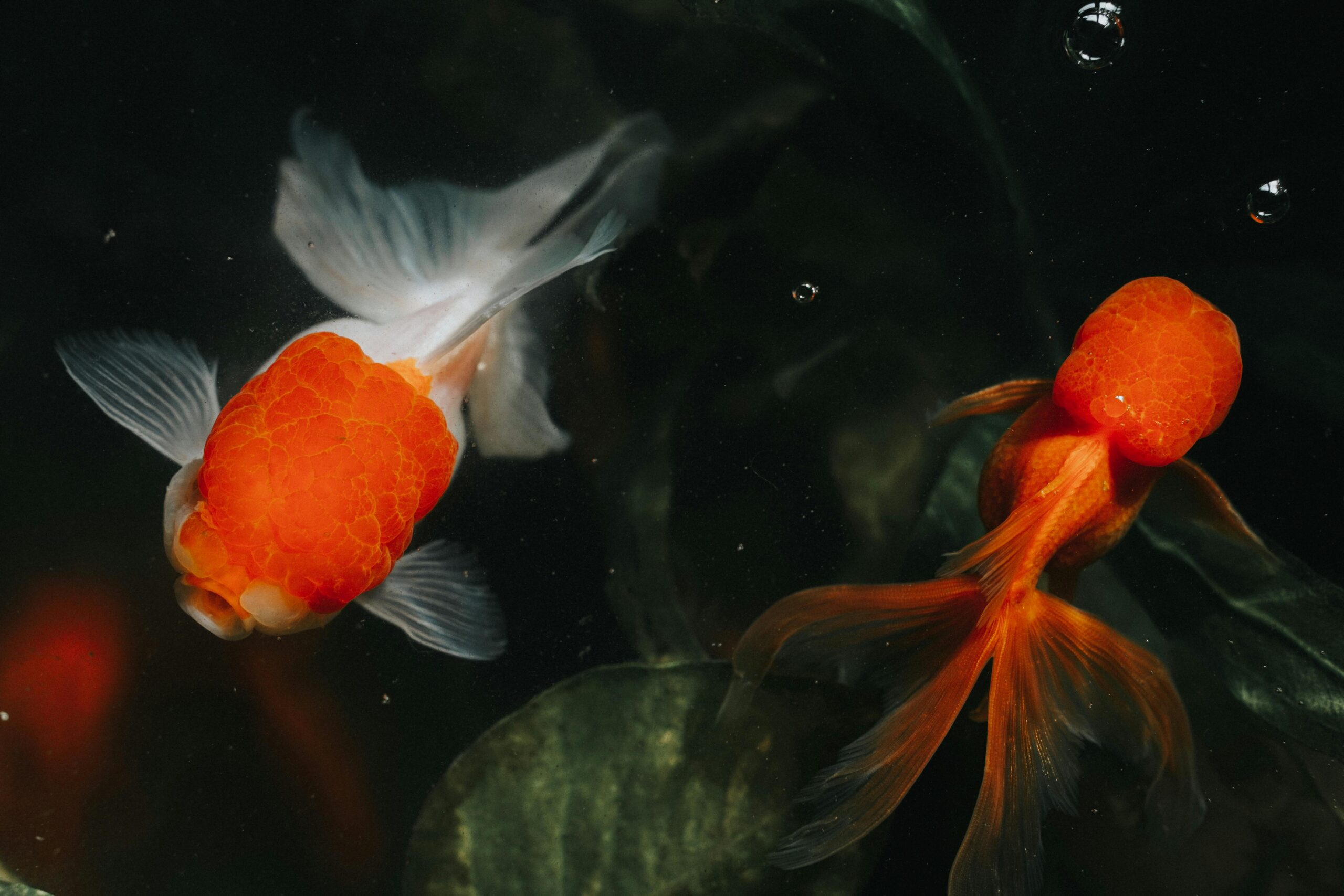 Photo by Migs Reyes: https://www.pexels.com/photo/overhead-shot-of-goldfishes-7330886/