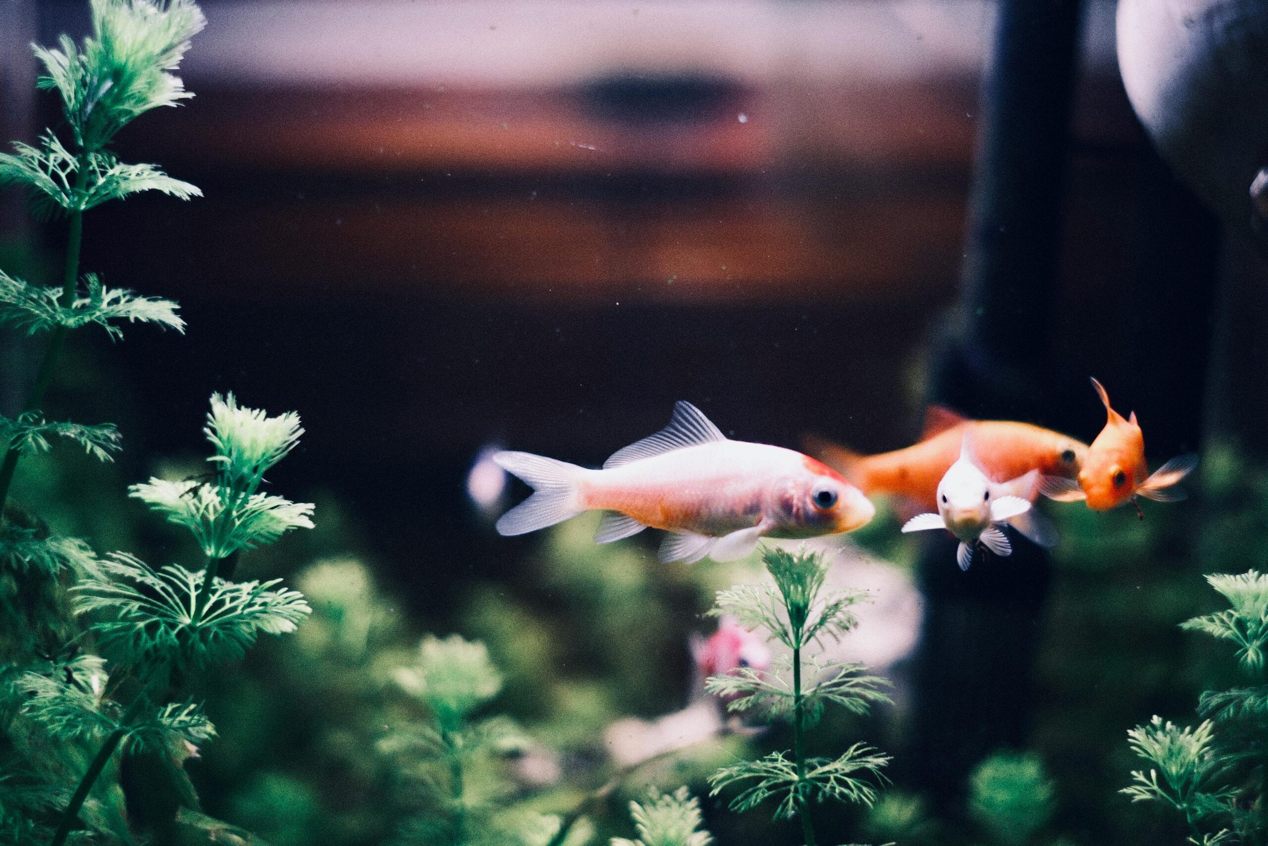Photo by Nguyễn Khánh: https://www.pexels.com/photo/comet-fish-in-a-tank-21847410/
