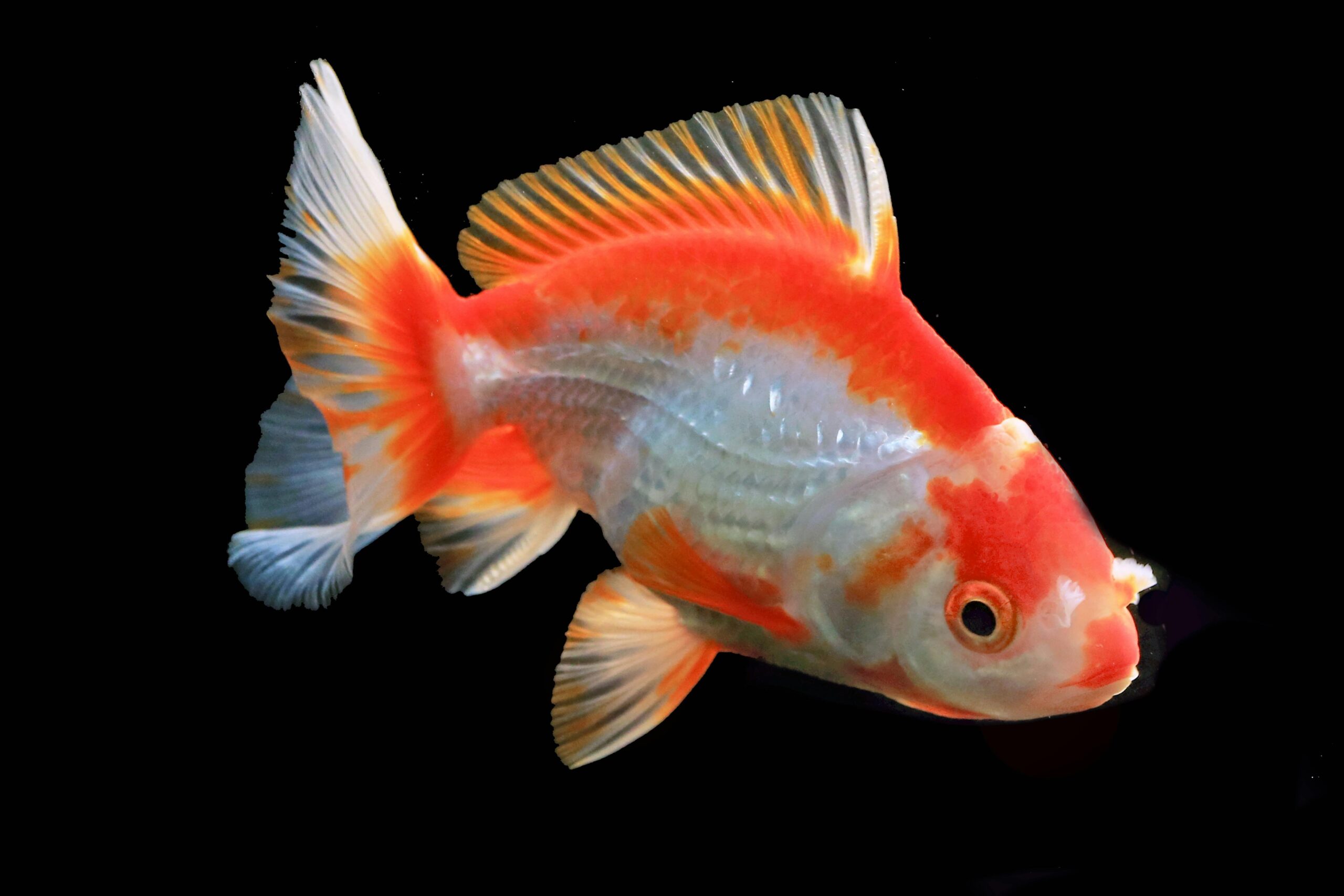 Photo by Jeffry Surianto: https://www.pexels.com/photo/goldfish-in-dark-26922438/