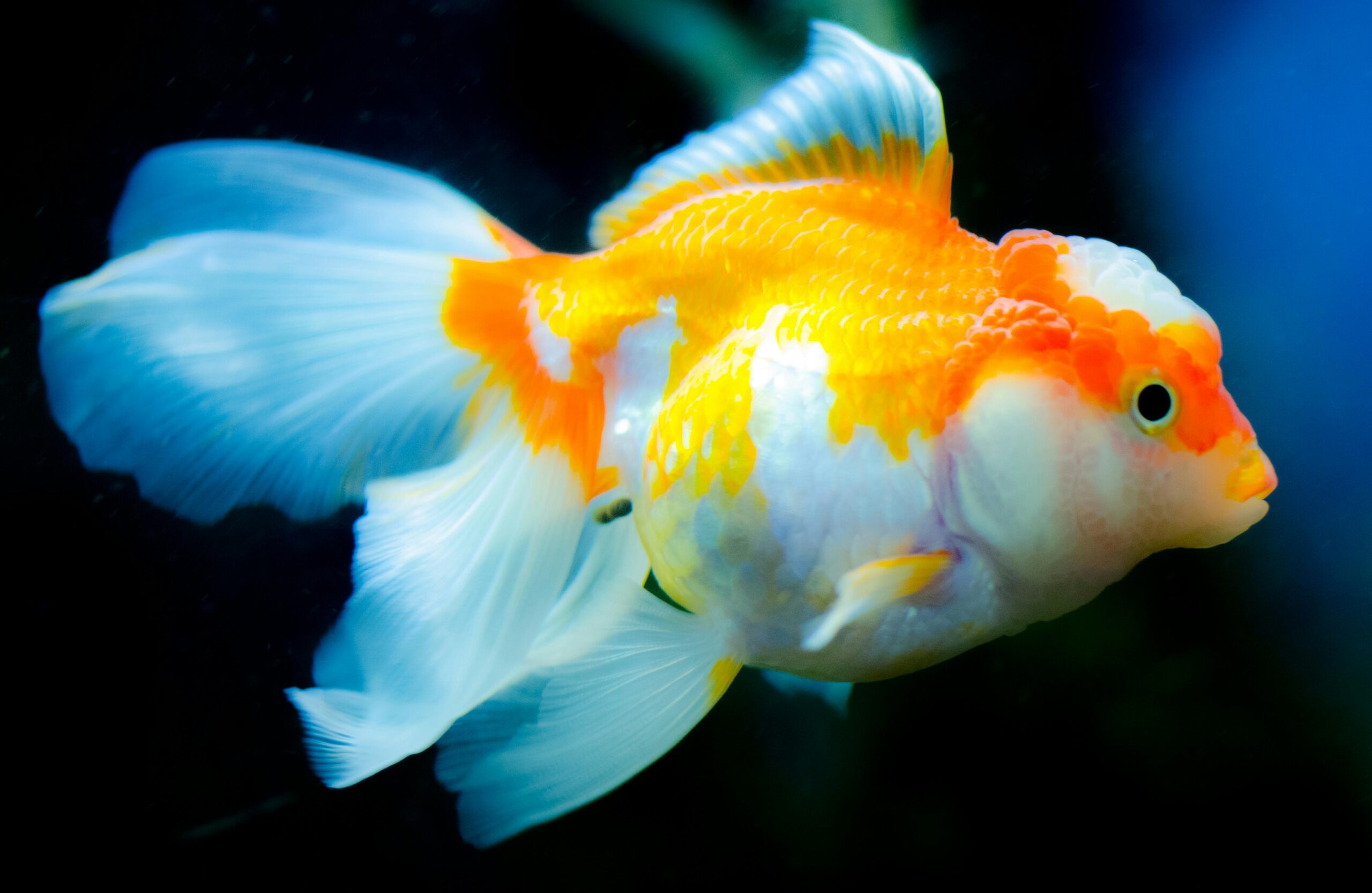 Photo by Skitterphoto: https://www.pexels.com/photo/orange-and-white-fish-886210/