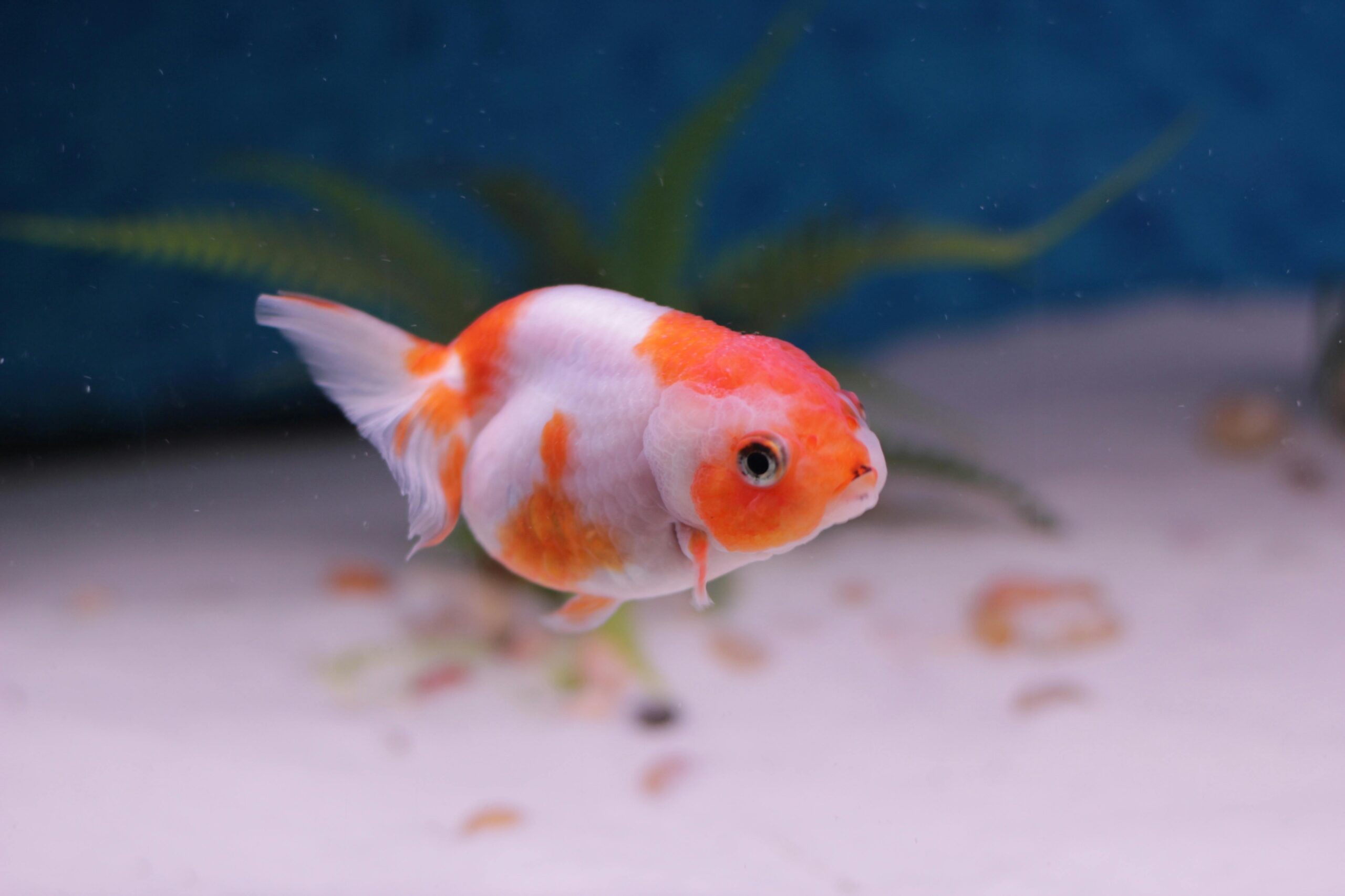 Photo by Tina Hosler: https://www.pexels.com/photo/ranchu-fish-in-aquarium-4400700/