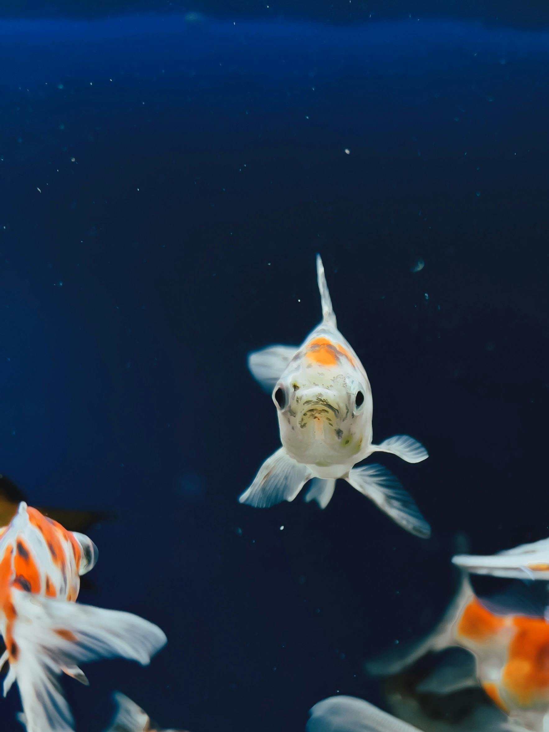 Photo by Mehmet Turgut Kirkgoz : https://www.pexels.com/photo/fish-in-the-ocean-19238664/