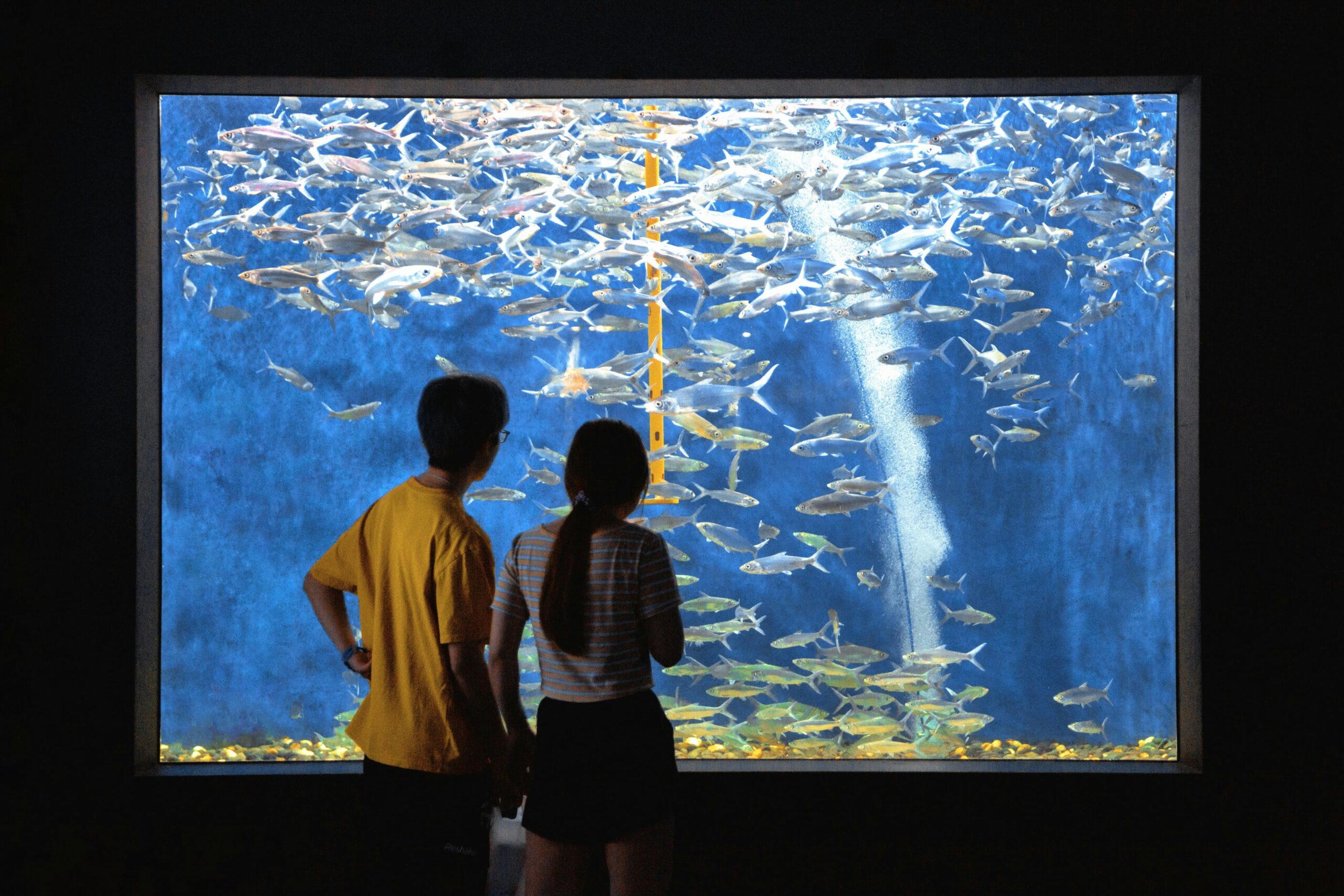 Photo by Twiggy Jia: https://www.pexels.com/photo/a-couple-looking-at-an-aquarium-8602802/